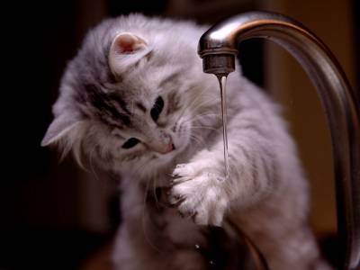 Почему кошка опрокидывает миску с водой? - mur.tv