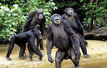Ученые рассказали о необычном сходстве в поведении шимпанзе и людей - mur.tv