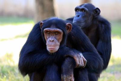 Доказана способность шимпанзе объединяться против общего врага - mur.tv