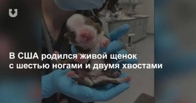 В США родился живой щенок с шестью ногами и двумя хвостами - mur.tv - Сша - Англия