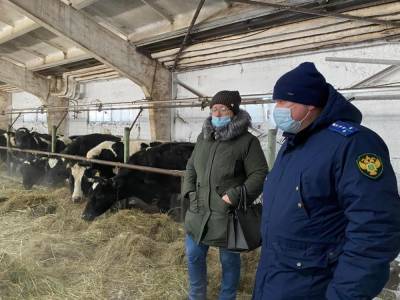 Прокуратура начала проверку фермы в Лесном, где живут истощенные коровы - mur.tv - республика Алтай - Свердловская обл.