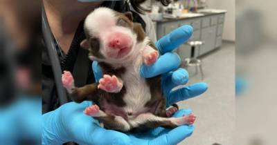 Маленькое чудо: шестилапому щенку впервые удалось выжить после рождения - mur.tv - Сша - штат Оклахома
