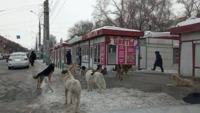 В Самаре стая собак держит в страхе жителей целого района - mur.tv - Россия - Самара