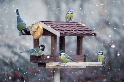 Чем кормить птиц зимой – не навреди! - sadogorod.club