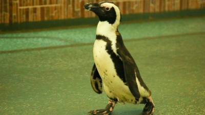 Брянский музей посетили пингвины - mur.tv - Юар - Брянск