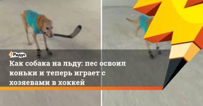 Как собака на льду: пес освоил коньки и теперь играет с хозяевами в хоккей - mur.tv
