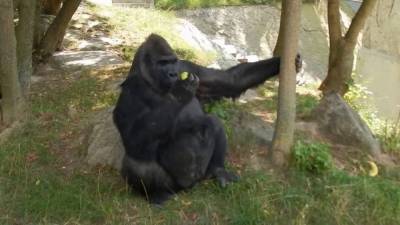 Мирослав Бобек - Два льва и горилла заразились коронавирусом в пражском зоопарке - mur.tv