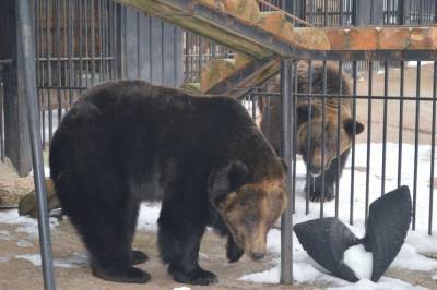 В Сахалинском зоопарке проснулись бурые медведи - mur.tv