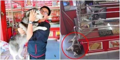 Горе-охранник: пёс проспал ограбление магазина - mur.tv - Таиланд