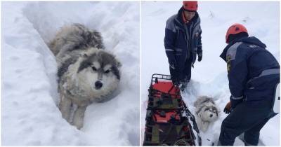 Беспомощный пес замерзал, угодив в снежную ловушку - mur.tv - Краснодарский край