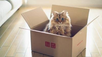 Мирослав Волков - Специалист раскрыл секрет, почему кошки так любят коробки - mur.tv