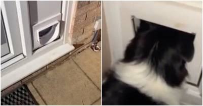 Крупный пес использует кошачью дверцу, чтобы следить за происходящим на улице - mur.tv - Сша