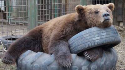Три медведя пробудились от спячки в зоопарке Южно-Сахалинска - mur.tv - Южно-Сахалинск