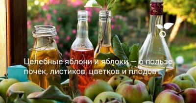 Целебные яблони и яблоки — о пользе почек, листиков, цветков и плодов - sadogorod.club
