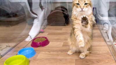 Еда есть еда: кошки не различают друзей и врагов хозяев - mur.tv - Япония