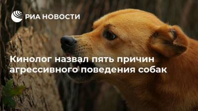 Владимир Голубев - Кинолог назвал пять причин агрессивного поведения собак - mur.tv - Россия - Москва