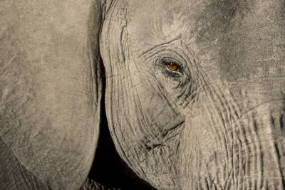 Слон убил смотрителя зоопарка одним ударом из хобота - mur.tv - Испания