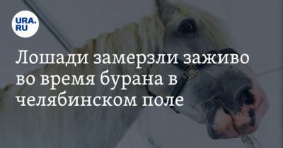 Лошади замерзли заживо во время бурана в челябинском поле - mur.tv - Челябинск - Челябинская обл.