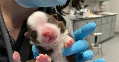 В США родился уникальный щенок с 6 лапками и 2 хвостами! И этот кроха сумел удивить даже ветеринаров - mur.tv - Сша - штат Оклахома