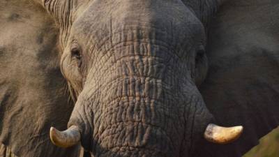 Слониха убила смотрителя испанского зоопарка ударом хобота - mur.tv