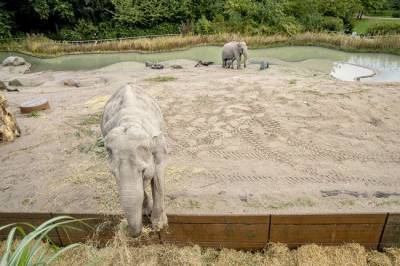 Смотритель зоопарка в Испании умер после нападения слона - mur.tv - Испания