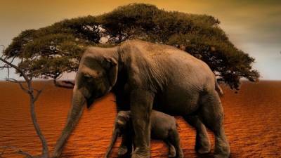 Слон убил хоботом смотрителя сафари-парка в Испании - mur.tv - Испания