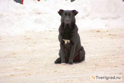 В Твери на набережной Лазури бродячие собаки набросились на женщину - mur.tv - Тверь