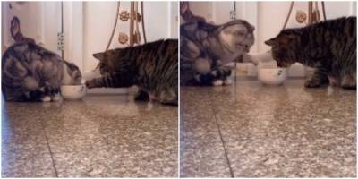 Котики придумали особый ритуал во время еды - mur.tv