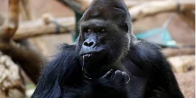 В Пражском зоопарке коронавирусом заболели львы и самец гориллы - mur.tv - Нью-Йорк - Сан-Диего
