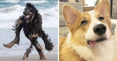 18 фотографий милых и дурашливых собак, у которых явно сбились какие-то настройки, но от этого только смешнее - mur.tv