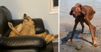 «Помогите, мой пес сломался!»: 40 собак, которые любят почудить - porosenka.net
