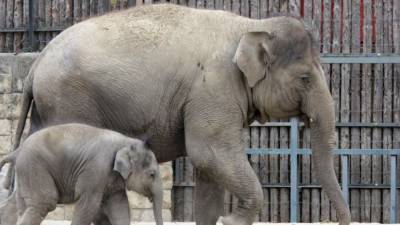 В Испании слониха убила смотрителя зоопарка одним ударом хобота - mur.tv - Испания