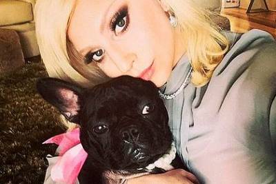 Леди Гага пообещала полмиллиона долларов за возвращение ее собак - mur.tv