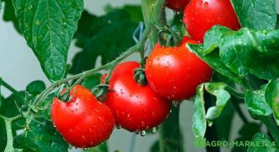 Выращивание томатов в теплице: основные ошибки - sadogorod.club