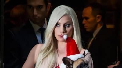 Леди Гага - Райан Фишер - Похищенных собак Леди Гаги вернули представителям певицы - tatler.ru - Италия