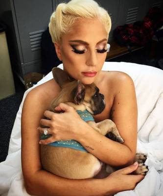 Леди Гага - Леди Гага вернула похищенных собак. Певица пообещала за них награду в 500 000 долларов - elle.ru - Лос-Анджелес