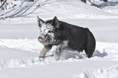 Как содержать свиней зимой - sadogorod.club - Россия