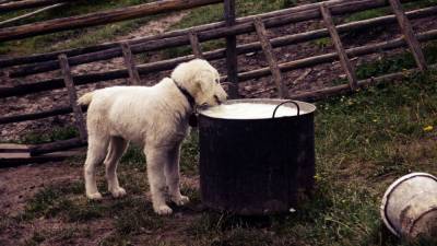 Могут ли собаки пить альтернативное молоко? - mur.tv