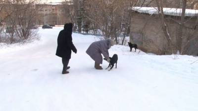 Пенсионерки Златоуста защищают бездомных собак. - mur.tv - Челябинская обл.