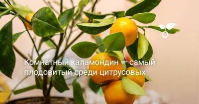 Комнатный каламондин — самый плодовитый среди цитрусовых - sadogorod.club