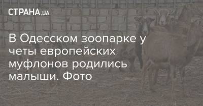 В Одесском зоопарке у четы европейских муфлонов родились малыши. Фото - mur.tv - Украина