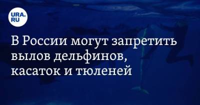 Светлана Бессараб - В России могут запретить вылов дельфинов, касаток и тюленей - mur.tv - Россия