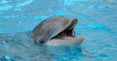 В ГД предлагают запретить вылов китов и дельфинов для океанариумов - mur.tv - Россия