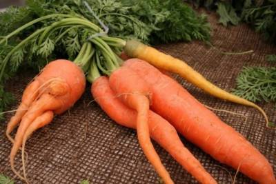 ​Как не вырастить рогатую морковку - lifehelper.one
