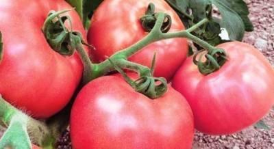 ​Надежные и проверенные сорта томатов, устойчивых к кладоспориозу или бурой пятнистости - lifehelper.one