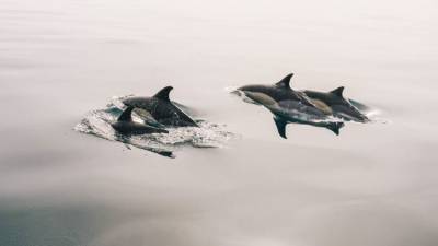 Светлана Бессараб - В Госдуме предложили запретить вылов дельфинов для дельфинариев - mur.tv - Индия - Украина - Канада - Австралия - Мексика - Гаити - Колумбия - Бразилия - республика Крым - Никарагуа - Гватемала - Симферополь - Аргентина