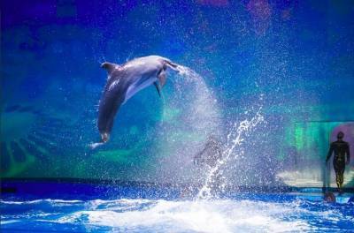 Светлана Бессараб - В Госдуме предложили запретить вылов дельфинов и косаток для дельфинариев - mur.tv - Россия