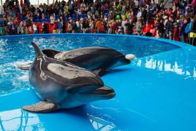 В Госдуме инициирован полный запрет на вылов дельфинов, косаток и тюленей - mur.tv - Россия
