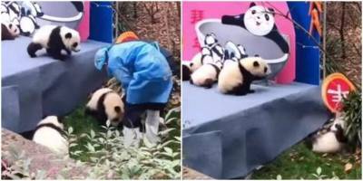 Вся жизнь панды в одном видео - mur.tv - Япония