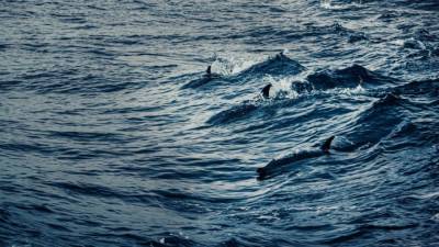 Эксперт Лисицын оценил запрет на вылов дельфинов для океанариумов - mur.tv - Россия